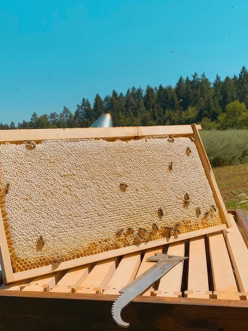 Süzme Çam Balı 850 gr