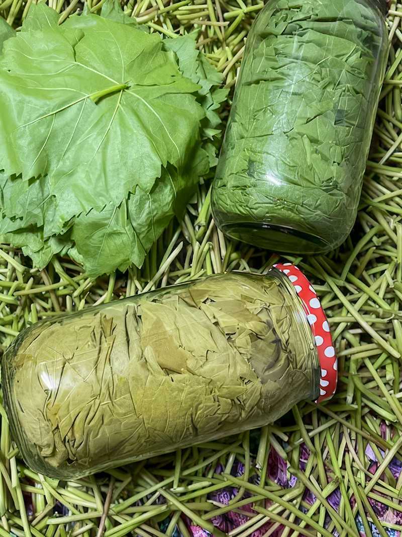 Kuru Basım Yaprak 1'lik Kavanoz