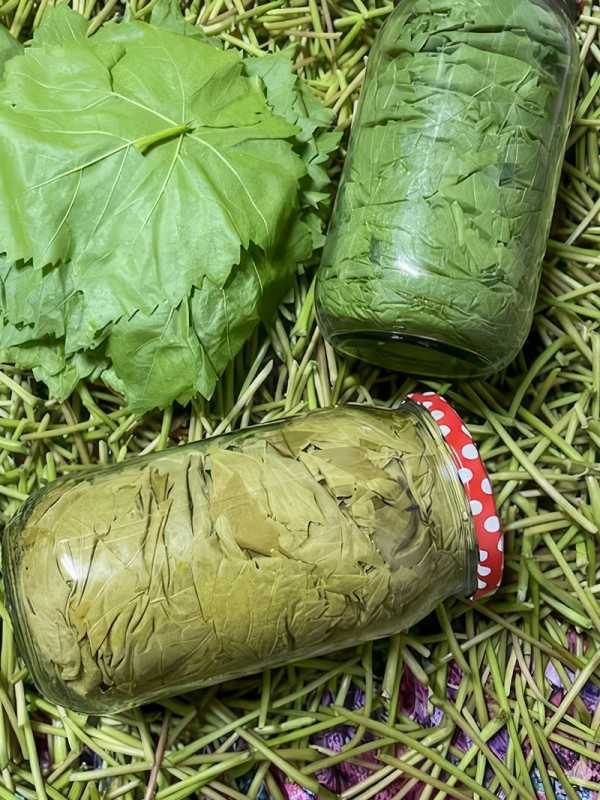 Kuru Basım Yaprak 1'lik Kavanoz